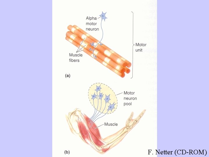 F. Netter (CD-ROM) 