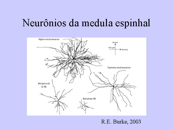 Neurônios da medula espinhal R. E. Burke, 2003 