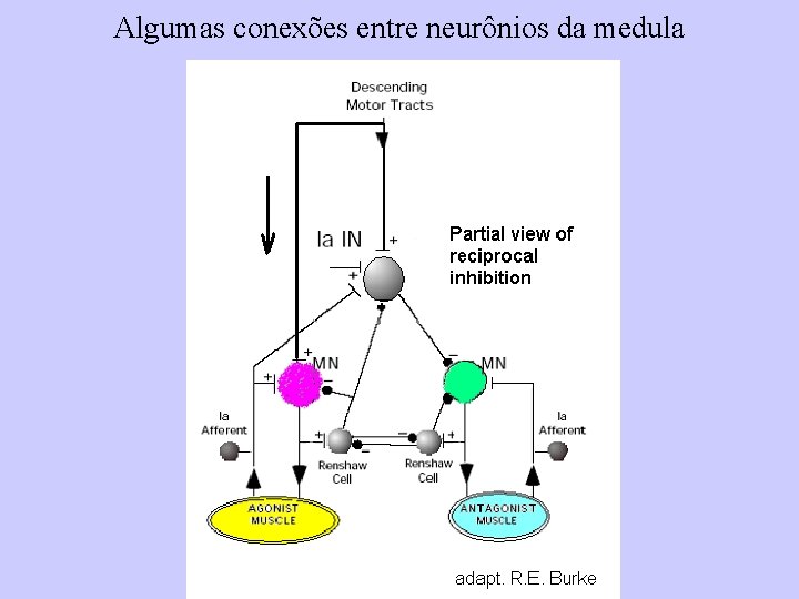 Algumas conexões entre neurônios da medula 