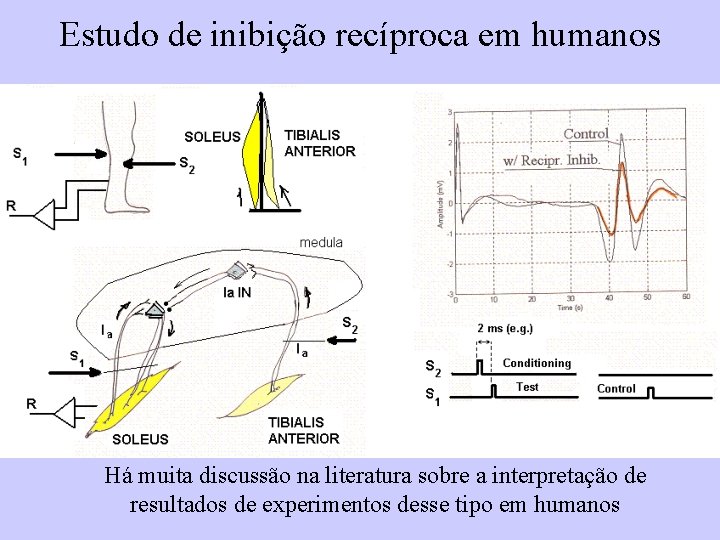 Estudo de inibição recíproca em humanos Há muita discussão na literatura sobre a interpretação