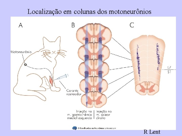 Localização em colunas dos motoneurônios R Lent 