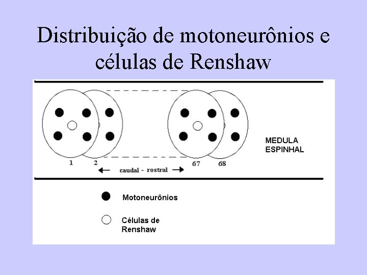 Distribuição de motoneurônios e células de Renshaw 