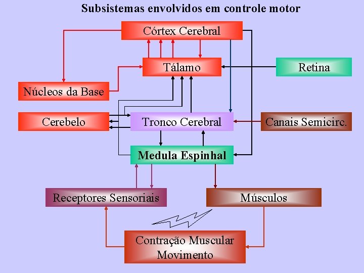 Subsistemas envolvidos em controle motor Córtex Cerebral Tálamo Retina Núcleos da Base Cerebelo Tronco