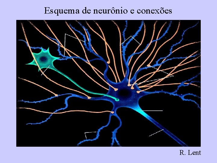 Esquema de neurônio e conexões R. Lent 