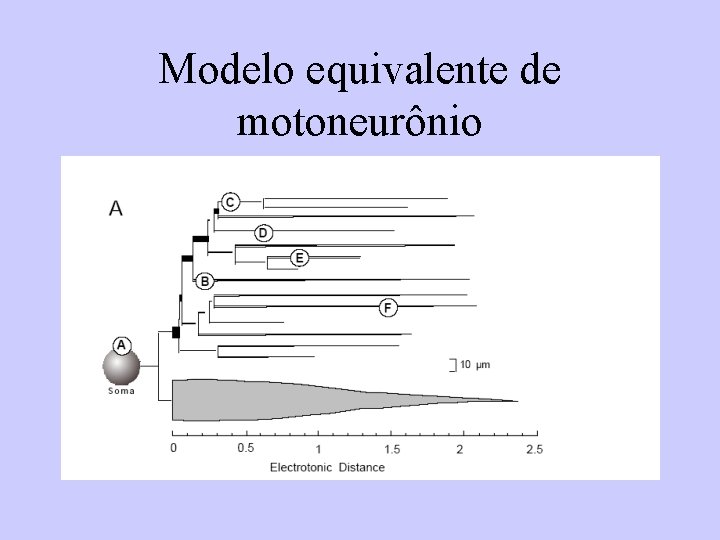 Modelo equivalente de motoneurônio 