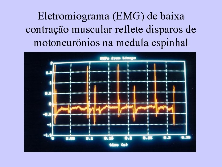 Eletromiograma (EMG) de baixa contração muscular reflete disparos de motoneurônios na medula espinhal 