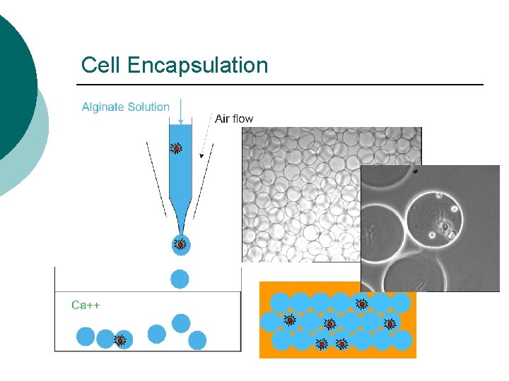 Cell Encapsulation 