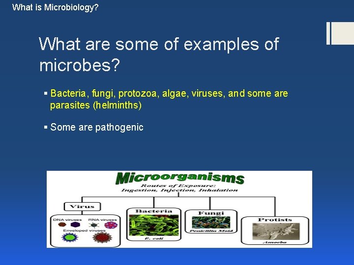What is Microbiology? What are some of examples of microbes? § Bacteria, fungi, protozoa, What is Microbiology? What are some of examples of microbes? § Bacteria, fungi, protozoa,