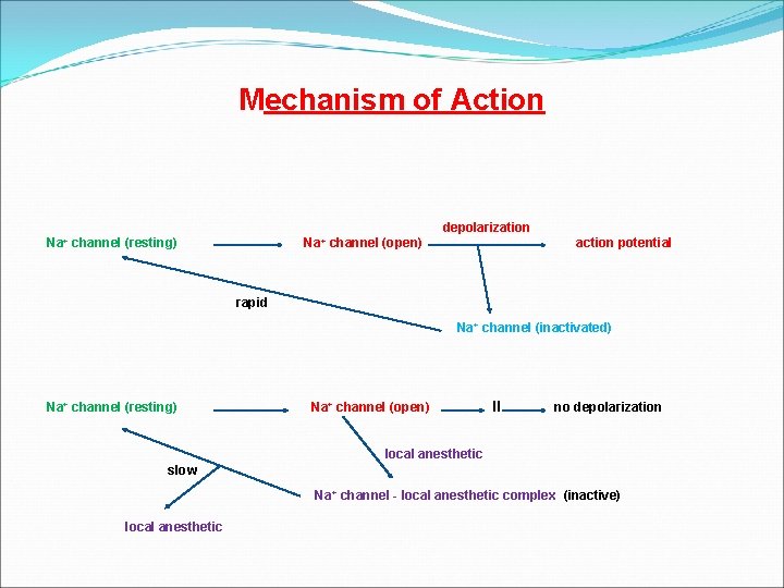 Mechanism of Action depolarization Na+ channel (open) action potential Na+ channel (resting) rapid Na+