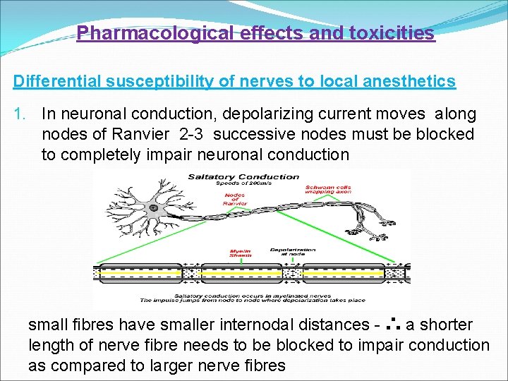 Pharmacological effects and toxicities Differential susceptibility of nerves to local anesthetics 1. In neuronal