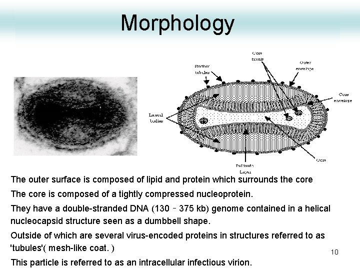 Morphology Properties The outer surface is composed of lipid and protein which surrounds the