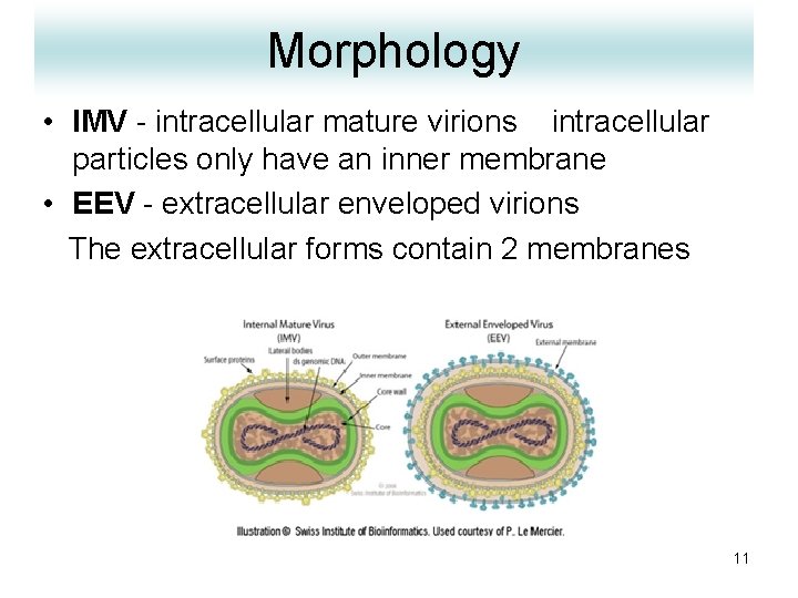 Morphology • IMV - intracellular mature virions intracellular particles only have an inner membrane