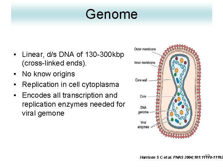 Genome • Linear, d/s DNA of 130 -300 kbp (cross-linked ends). • No know