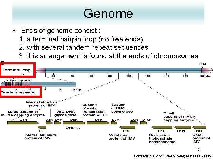 Genome • Ends of genome consist : 1. a terminal hairpin loop (no free