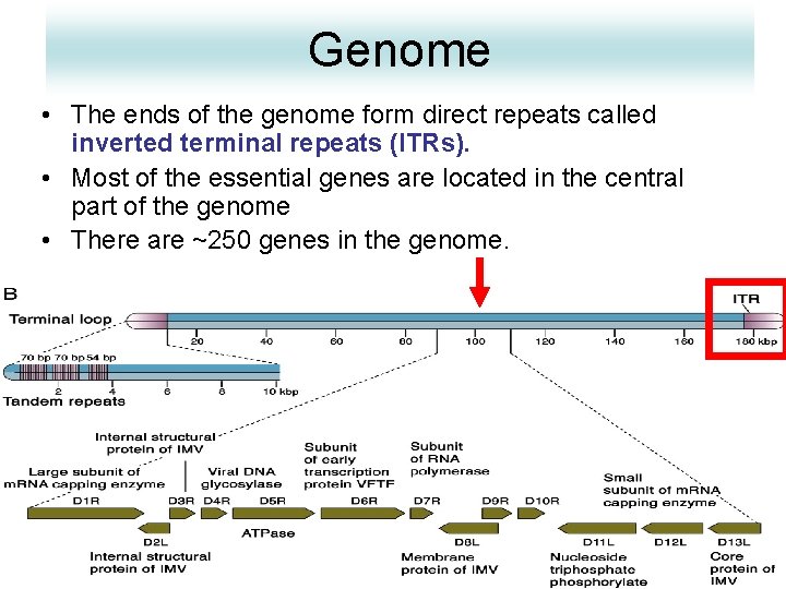 Genome • The ends of the genome form direct repeats called inverted terminal repeats