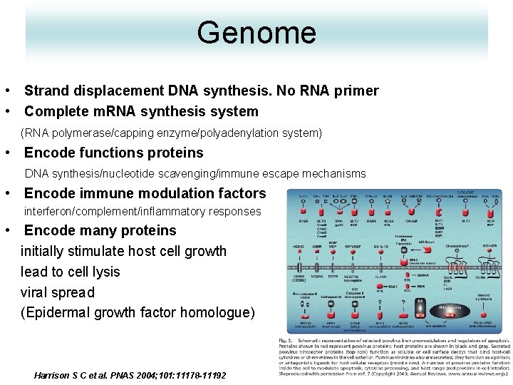 Genome • Strand displacement DNA synthesis. No RNA primer • Complete m. RNA synthesis