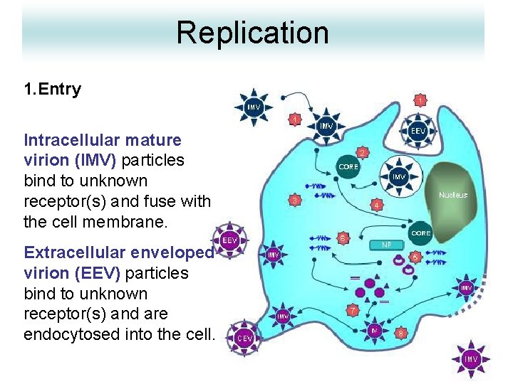 Replication 1. Entry Intracellular mature virion (IMV) particles bind to unknown receptor(s) and fuse