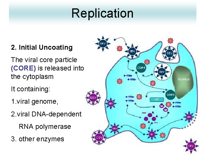 Replication 2. Initial Uncoating The viral core particle (CORE) is released into the cytoplasm