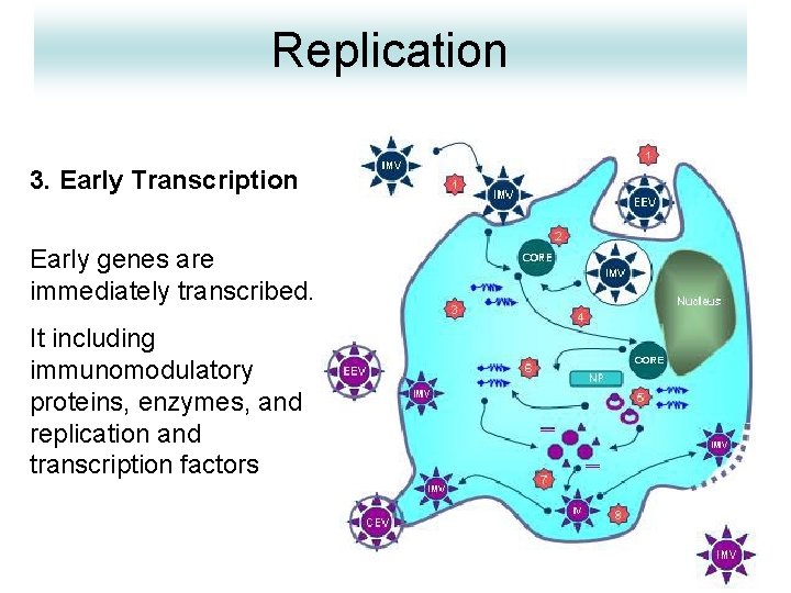 Replication 3. Early Transcription Early genes are immediately transcribed. It including immunomodulatory proteins, enzymes,