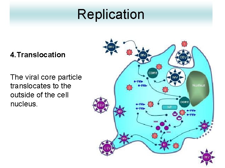 Replication 4. Translocation The viral core particle translocates to the outside of the cell