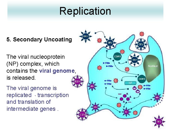 Replication 5. Secondary Uncoating The viral nucleoprotein (NP) complex, which contains the viral genome,
