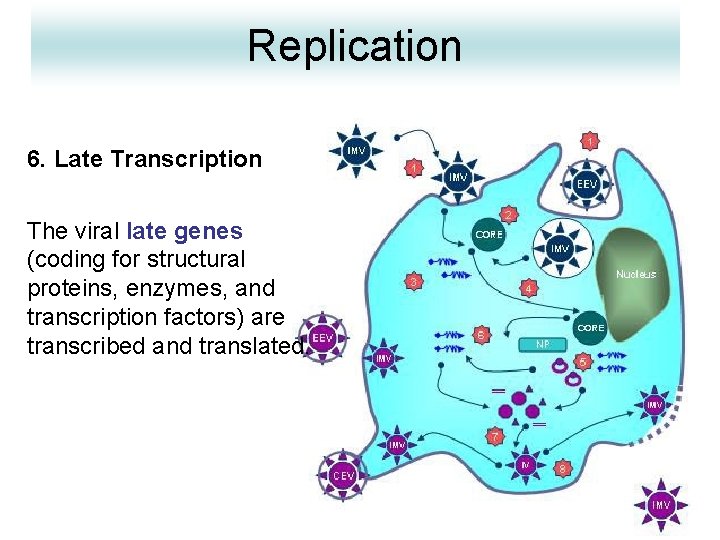 Replication 6. Late Transcription The viral late genes (coding for structural proteins, enzymes, and