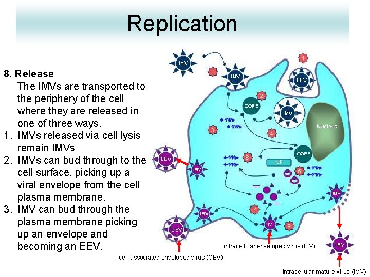Replication 8. Release The IMVs are transported to the periphery of the cell where