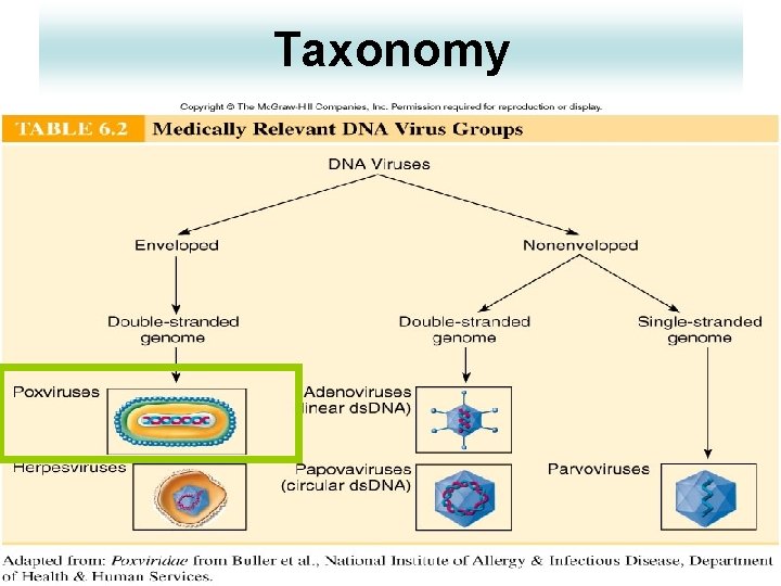 Taxonomy 4 