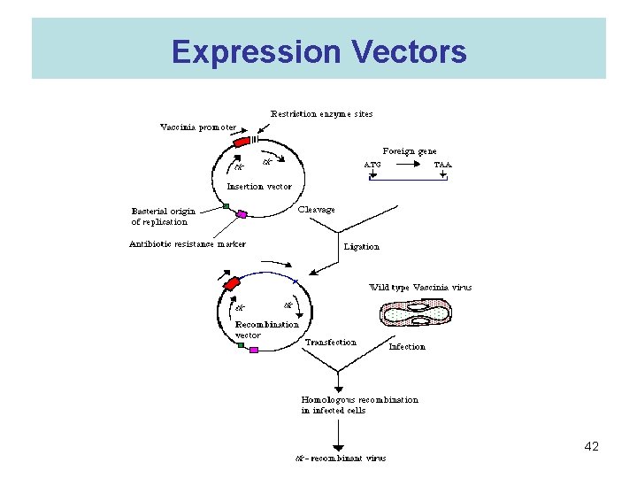 Expression Vectors 42 