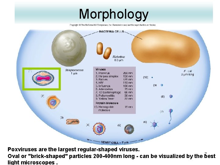 Morphology Poxviruses are the largest regular-shaped viruses. 7 Oval or "brick-shaped" particles 200 -400