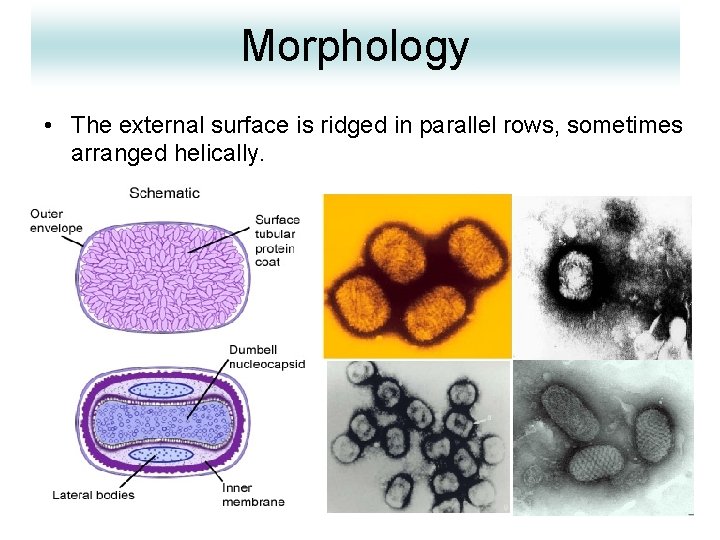 Morphology • The external surface is ridged in parallel rows, sometimes arranged helically. 8