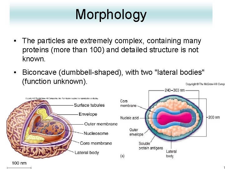 Morphology • The particles are extremely complex, containing many proteins (more than 100) and