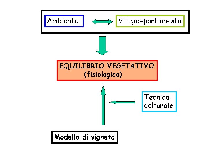 Ambiente Vitigno-portinnesto EQUILIBRIO VEGETATIVO (fisiologico) Tecnica colturale Modello di vigneto 