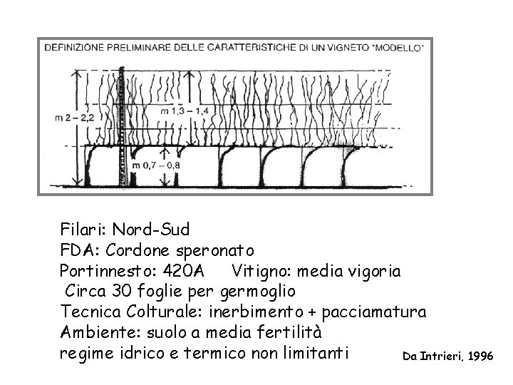 Filari: Nord-Sud FDA: Cordone speronato Portinnesto: 420 A Vitigno: media vigoria Circa 30 foglie