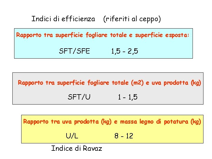 Indici di efficienza (riferiti al ceppo) Rapporto tra superficie fogliare totale e superficie esposta: