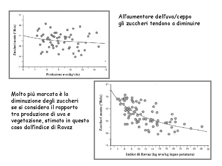 All’aumentare dell’uva/ceppo gli zuccheri tendono a diminuire Molto più marcata è la diminuzione degli