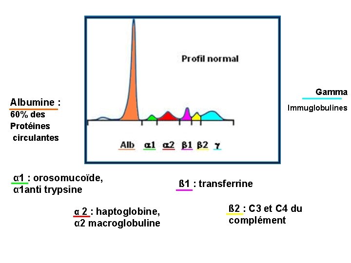 Gamma Albumine : Immuglobulines 60% des Protéines circulantes α 1 : orosomucoïde, α 1