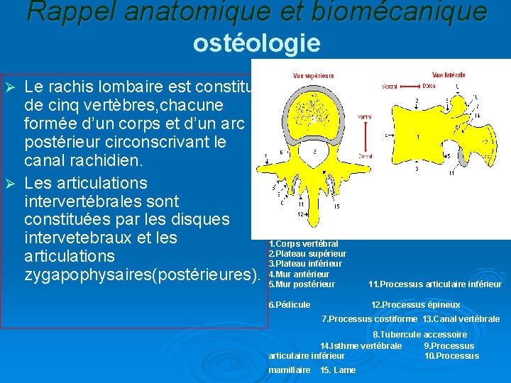 Rappel anatomique et biomécanique ostéologie Le rachis lombaire est constitue de cinq vertèbres, chacune