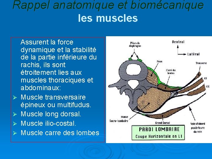 Rappel anatomique et biomécanique les muscles Assurent la force dynamique et la stabilité de