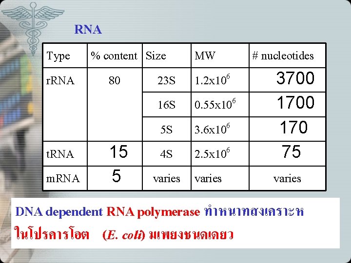 RNA Type ทพบในสงมชวต % content Size r. RNA 80 t. RNA m. RNA 15