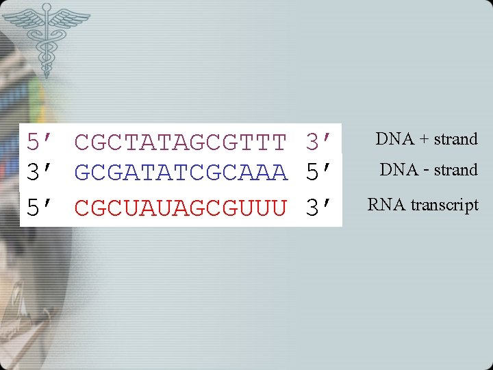 5’ CGCTATAGCGTTT 3’ 3’ GCGATATCGCAAA 5’ 5’ CGCUAUAGCGUUU 3’ DNA + strand DNA -