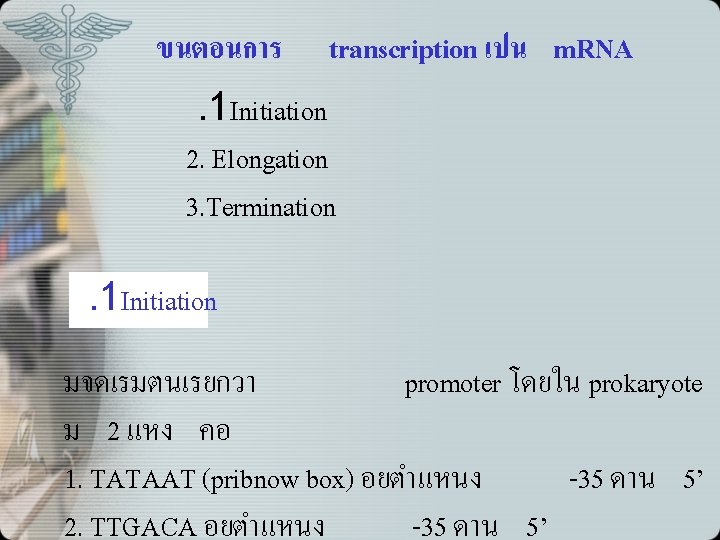 ขนตอนการ transcription เปน m. RNA . 1 Initiation 2. Elongation 3. Termination. 1 Initiation