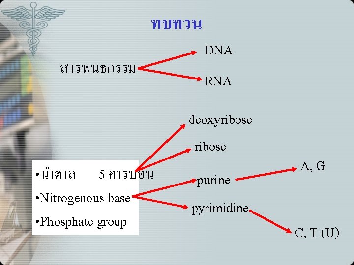 ทบทวน สารพนธกรรม DNA RNA deoxyribose • นำตาล 5 คารบอน • Nitrogenous base • Phosphate