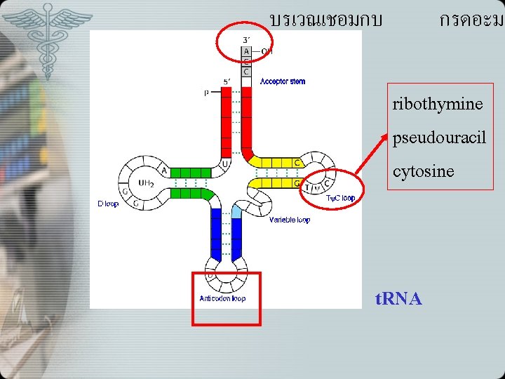 บรเวณเชอมกบ กรดอะมโ ribothymine pseudouracil cytosine t. RNA 