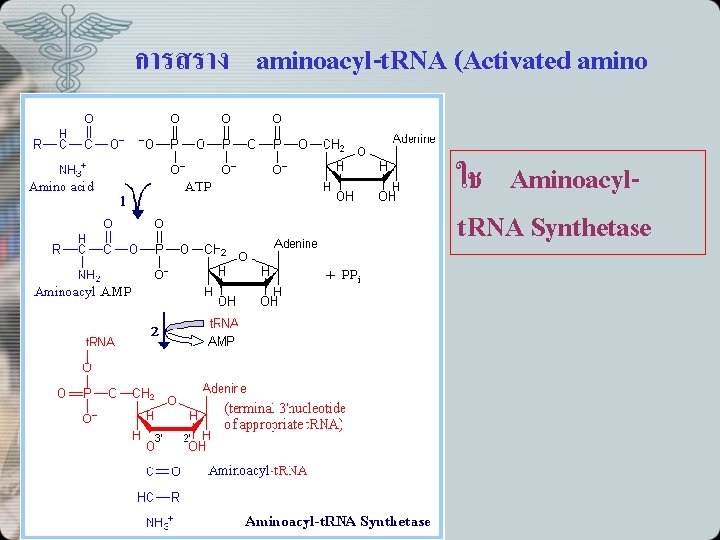 การสราง aminoacyl-t. RNA (Activated amino acid( ใช Aminoacylt. RNA Synthetase 