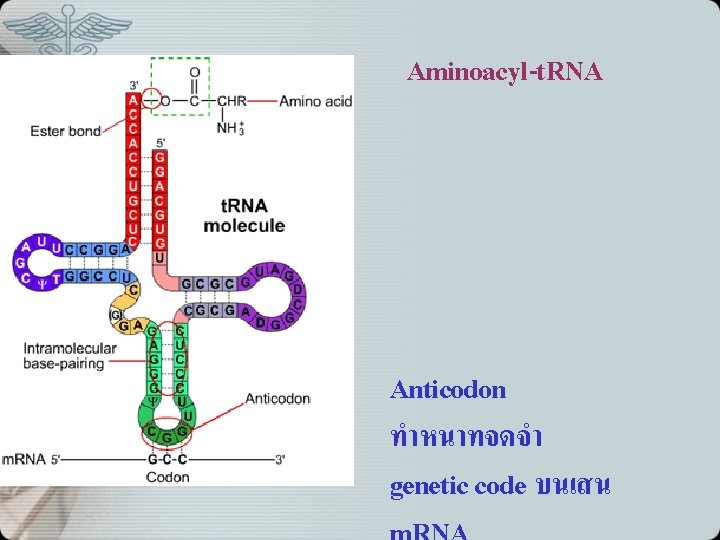 Aminoacyl-t. RNA Anticodon ทำหนาทจดจำ genetic code บนเสน 