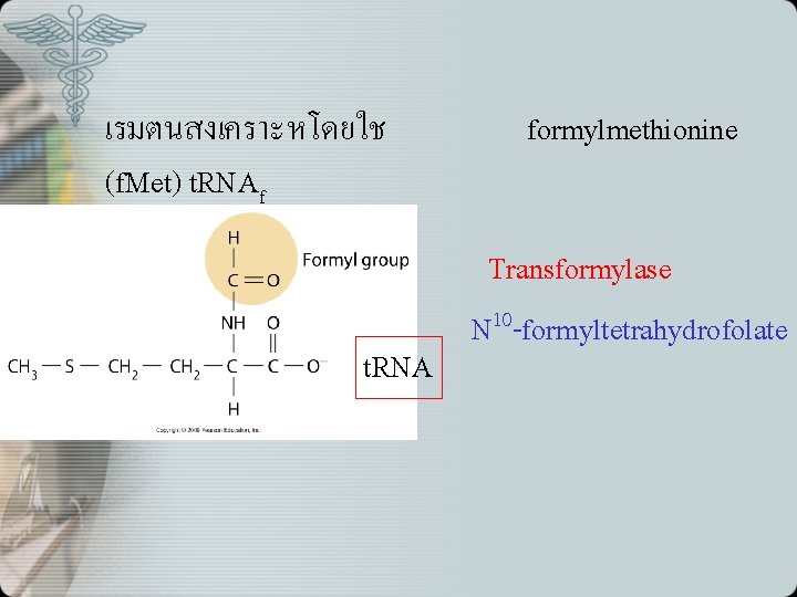 เรมตนสงเคราะหโดยใช (f. Met) t. RNAf t. RNA formylmethionine Transformylase N 10 -formyltetrahydrofolate 