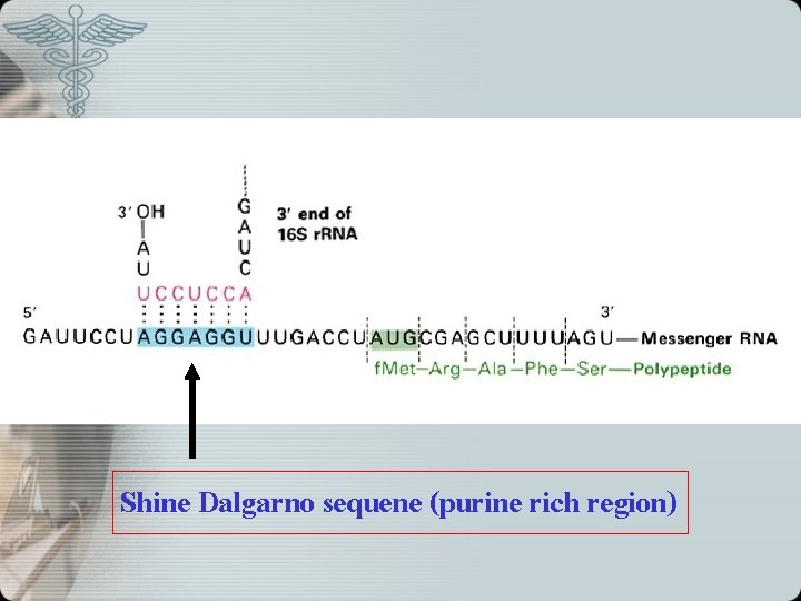 Shine Dalgarno sequene (purine rich region) 