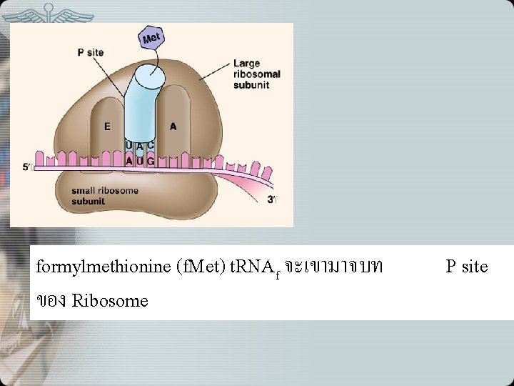 formylmethionine (f. Met) t. RNAf จะเขามาจบท ของ Ribosome P site 