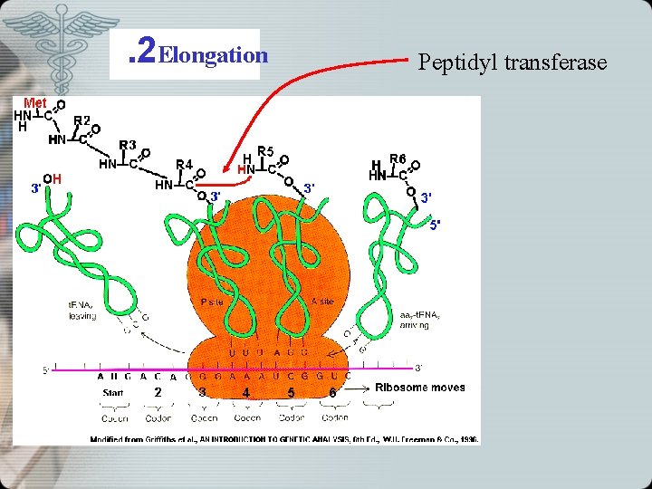 . 2 Elongation Peptidyl transferase 